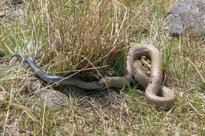 Опасные змеи в дагестане