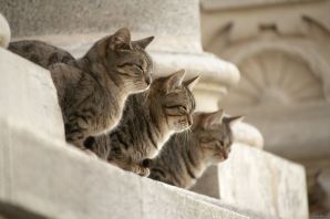 Коты ленинграда