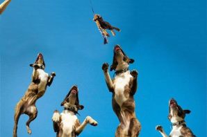Самые прыгучие собаки