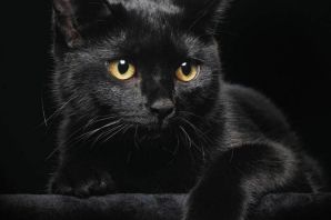 Черная породистая кошка