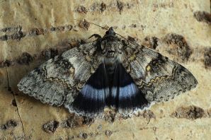 Голубая ленточница бабочка