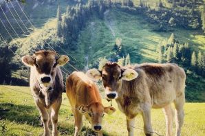 Животные швейцарии