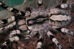 Самка и самец паука