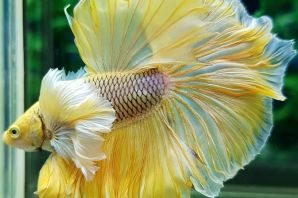 Рыбка петушок желтый