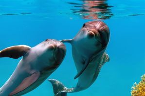 Дельфины люди моря