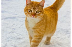 Кот рыжий табби