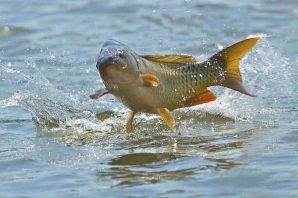 Золотой сазан рыба