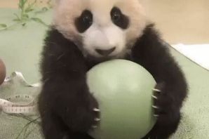 Жирная панда