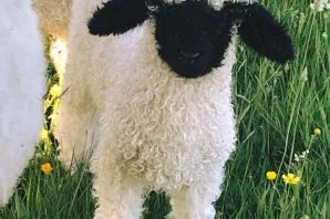 Кудрявая овечка