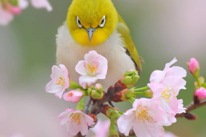 Маленькие весенние птички