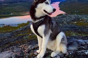 Норвежские породы собак