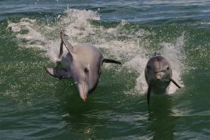 Абхазия дельфины