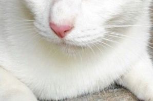 Тайский белый кот