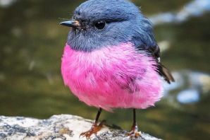Птицы с розовым оперением