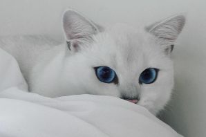 Красивая кошка с голубыми глазами