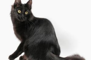 Турецкая ангора кошка черная
