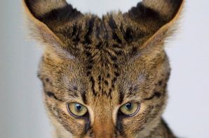 Коты с длинными ушами порода
