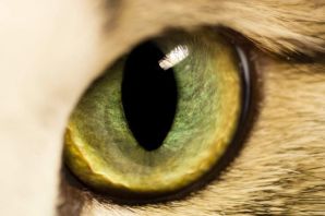 Зеленые кошачьи глаза