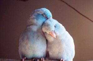 Пара голубей