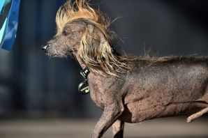 Самая страшная порода собак в мире