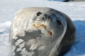 Тюлени в антарктиде