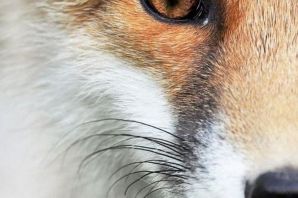 Цвет глаз лисы