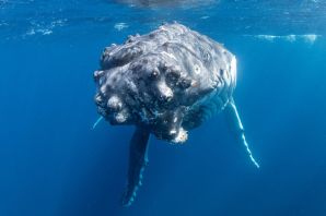 Тихий океан киты