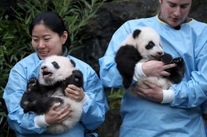 Беременная панда