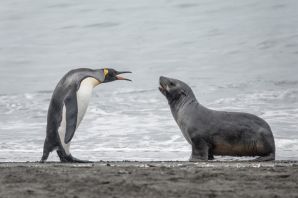 Тюлень и пингвин