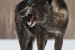 Волк самый страшный