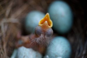 Птенец дрозда новорожденный