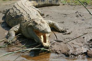 Ров с крокодилами