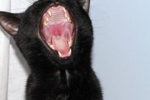 Кошачий рот