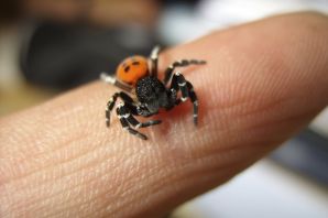 Черная толстоголовка паук