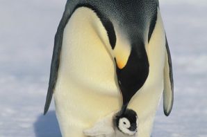 Красный пингвин