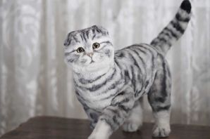 Шотландский вислоухий кот полосатый серый