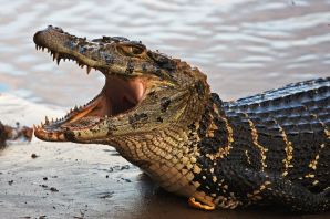 Самый огромный крокодил