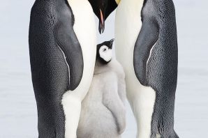Шерсть пингвина