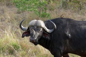 Австралийский буйвол
