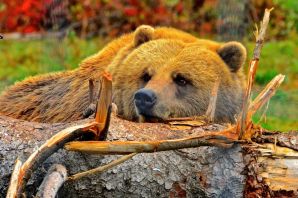 Медовый медведь