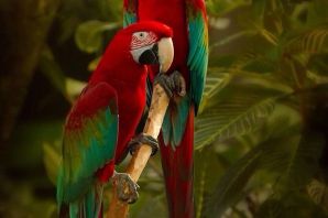 Тропические попугаи