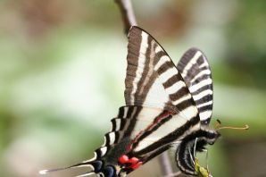 Зебровая бабочка парусник