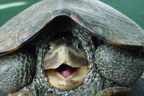 Черепаха с открытым ртом