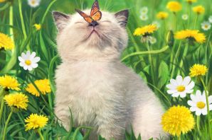 Кошка с бабочкой на носу