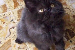 Персидская кошка черная