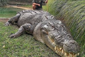 Волосатый крокодил
