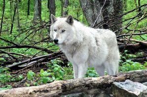 Волк крымский