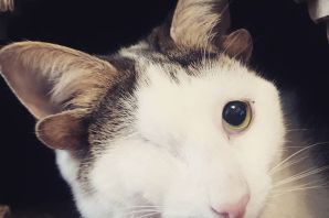 Кот с четырьмя ушами