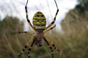 Желтый ядовитый паук