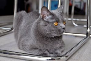 Картезианский кот
